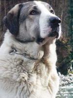 Anatolischer Hirtenhund - Coban K�pegi
